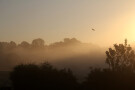 Telephone Wires and Mist